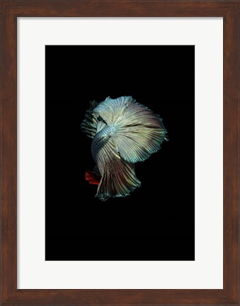 Framed Turquoise and Red Betta Print