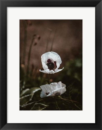 Framed White Poppies Print