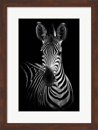 Framed Zebra Print