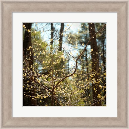 Framed Spring Print