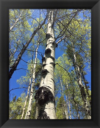 Framed Aspens Reaching for the Sky Print