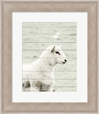 Framed White Sheep Print