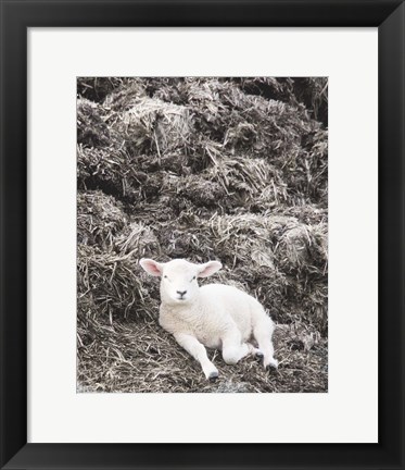 Framed Sheep Vibes Print