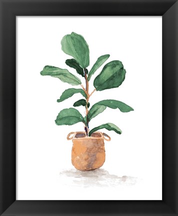 Framed Potted Fiddle Fig Tree II Print