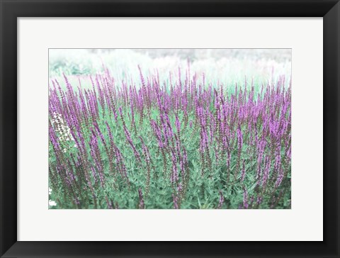 Framed Lavender Garden Print