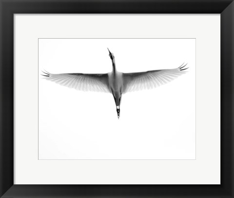 Framed In Flight Print