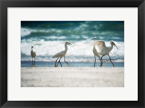 Framed Egret Walk Print