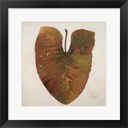 Framed Amazonas II Print