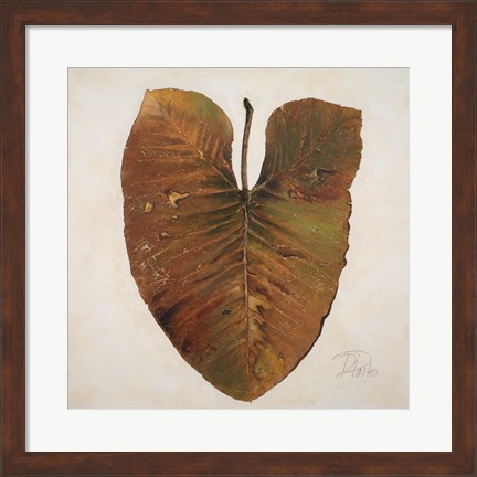 Framed Amazonas II Print