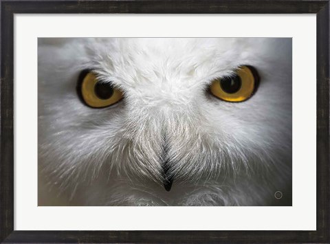 Framed Snowy Owl Stare Print