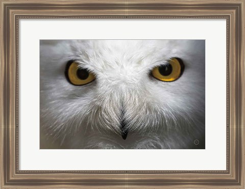 Framed Snowy Owl Stare Print