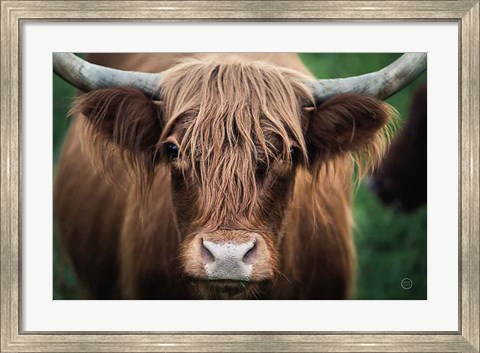 Framed Cow Nose Print