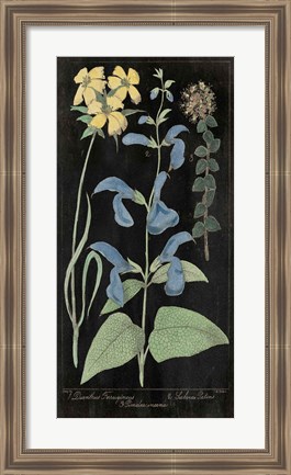 Framed Salvia Florals II on Black Print