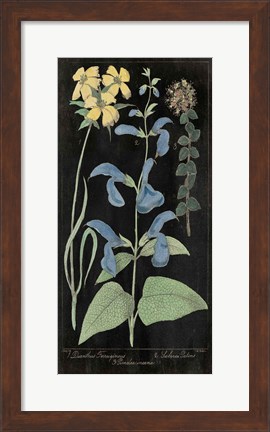 Framed Salvia Florals II on Black Print