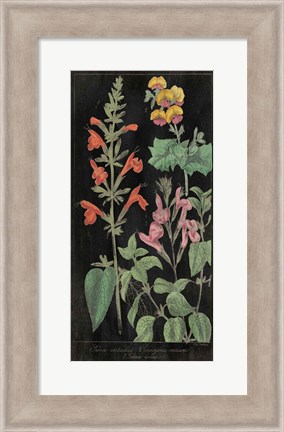 Framed Salvia Florals I on Black Print