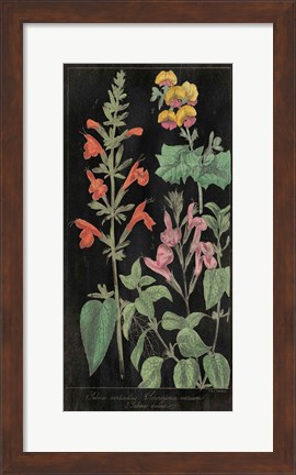 Framed Salvia Florals I on Black Print