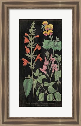 Framed Salvia Florals I on Black Print