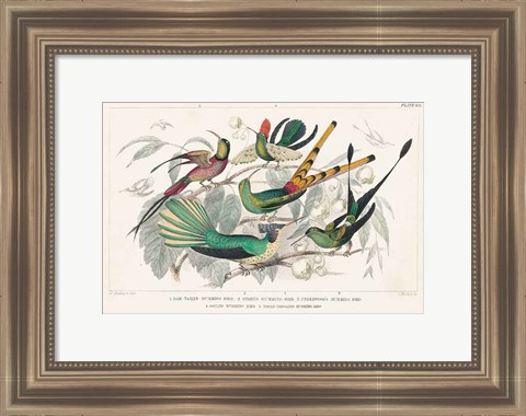 Framed Hummingbirds Chart Print