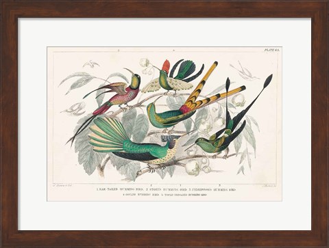 Framed Hummingbirds Chart Print