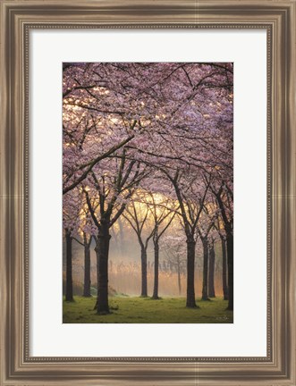Framed Cherry Trees at Sunrise Print