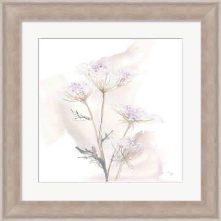 Framed Queen Annes Lace VI Print