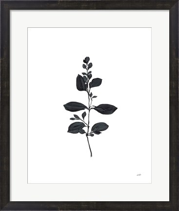 Framed Botanical Study Branch Print