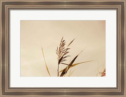 Framed Summer Reeds II Print