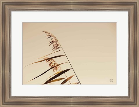 Framed Windswept Grasses Print