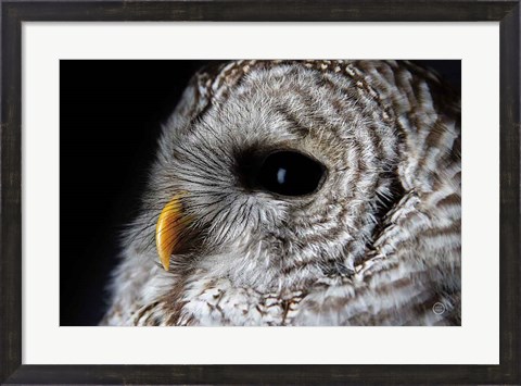 Framed Barred Owl Portrait Print