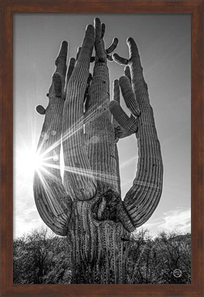 Framed Sunset Saguaro Print