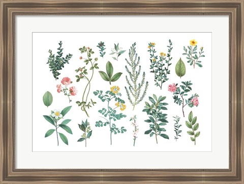 Framed Victorian Garden Bright III Print