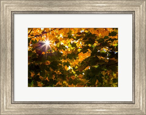 Framed Autumn Sun Print