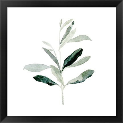 Framed Summer Olive Branch II Print