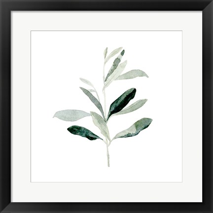 Framed Summer Olive Branch II Print