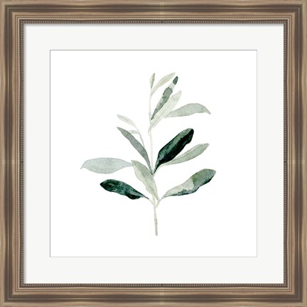 Framed Summer Olive Branch II Print