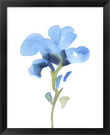 Framed Striking Blue Iris I Print