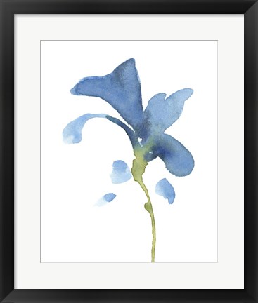 Framed Striking Blue Iris V Print