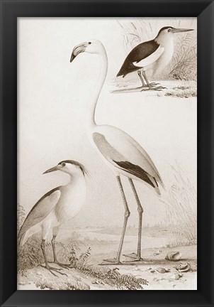 Framed Sepia Water Birds I Print