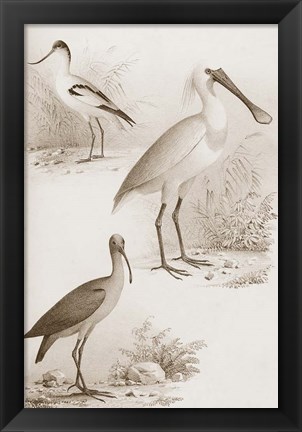 Framed Sepia Water Birds II Print