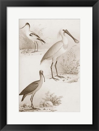 Framed Sepia Water Birds II Print