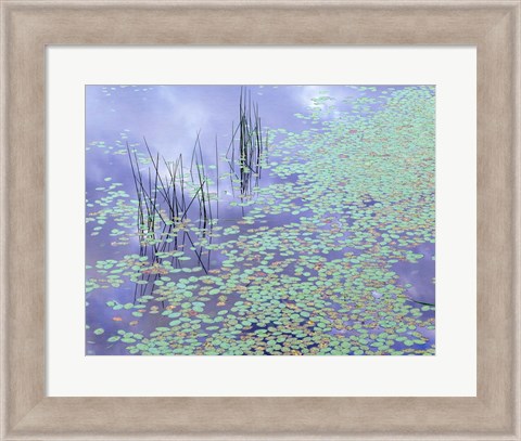 Framed Damselfly and Lily Pads Print