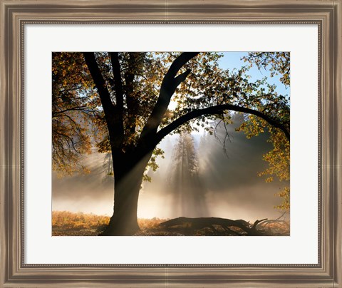 Framed Sunrays Through the Fog Print