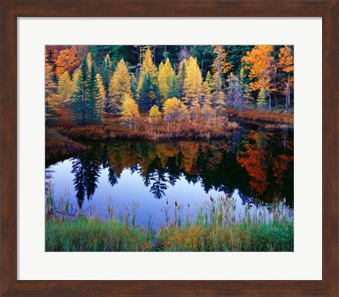 Framed Tamarack Reflections Print