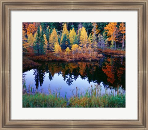 Framed Tamarack Reflections Print