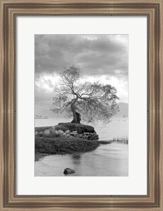 Framed Coastal Oak Series No. 1 Print