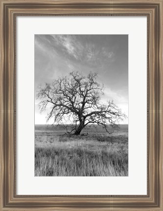 Framed Coastal Oak Series No. 12 Print