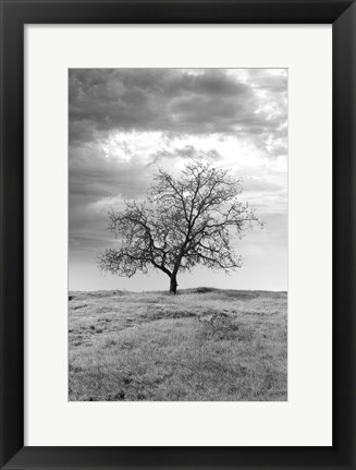 Framed Coastal Oak Series No. 23 Print