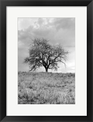 Framed Coastal Oak Series No. 26 Print