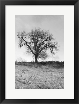 Framed Coastal Oak Series No. 30 Print