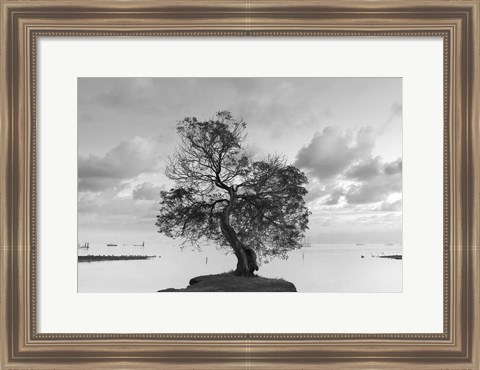 Framed Coastal Oak Series No. 36 Print